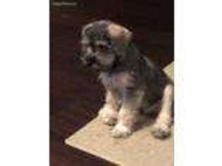 Mutt Puppy for sale in Pearl, MS, USA