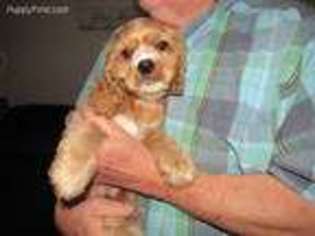 Cocker Spaniel Puppy for sale in Toledo, OH, USA