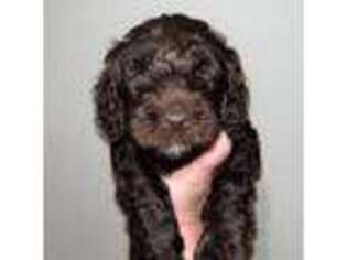 Labradoodle Puppy for sale in Timmonsville, SC, USA