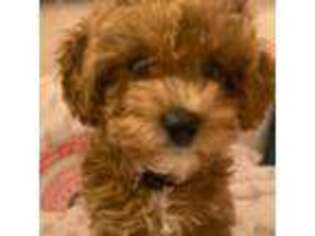 Mutt Puppy for sale in Clementon, NJ, USA