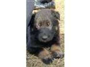 German Shepherd Dog Puppy for sale in Andrews, SC, USA