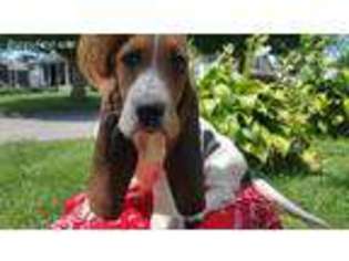 Basset Hound Puppy for sale in Russiaville, IN, USA