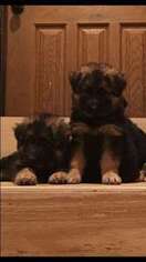 German Shepherd Dog Puppy for sale in Staten Island, NY, USA