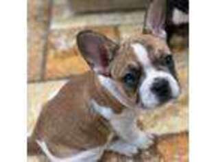 French Bulldog Puppy for sale in Sedley, VA, USA