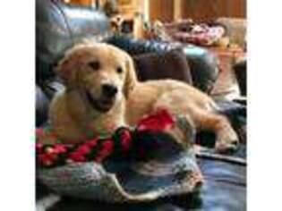 Golden Retriever Puppy for sale in Clearwater, MN, USA