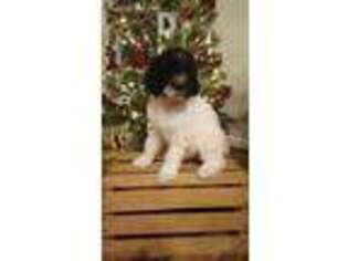 Labradoodle Puppy for sale in Seneca, SC, USA