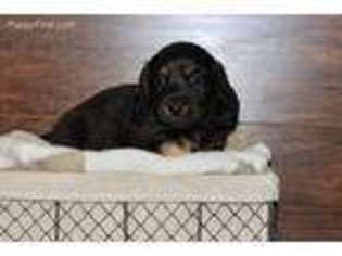 Dachshund Puppy for sale in Hammondsport, NY, USA