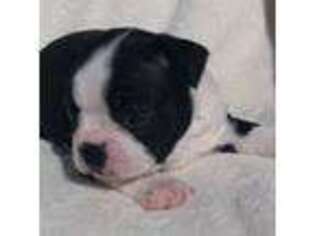 Boston Terrier Puppy for sale in Shelby, NC, USA