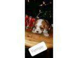 Cavalier King Charles Spaniel Puppy for sale in Painted Post, NY, USA