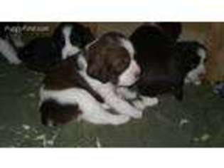 English Springer Spaniel Puppy for sale in Dowling, MI, USA