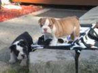 Bulldog Puppy for sale in Newaygo, MI, USA