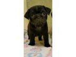 Pug Puppy for sale in Eddyville, KY, USA