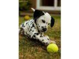 Dalmatian Puppy for sale in Durham, NC, USA