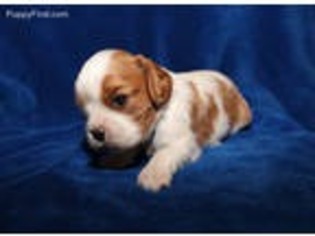 Cavalier King Charles Spaniel Puppy for sale in Decatur, AL, USA