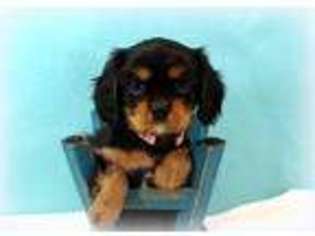 Cavalier King Charles Spaniel Puppy for sale in Mount Carroll, IL, USA