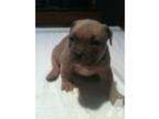 Mutt Puppy for sale in CHESTER, AR, USA