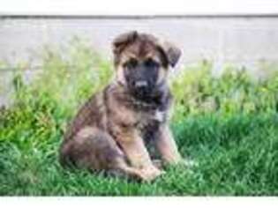 German Shepherd Dog Puppy for sale in Kingston, OH, USA