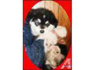 Alaskan Malamute Puppy for sale in SMYRNA, NY, USA