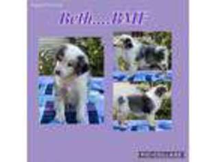 Australian Shepherd Puppy for sale in Carmine, TX, USA