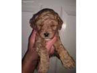 Mutt Puppy for sale in Millers Creek, NC, USA