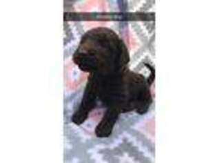 Labradoodle Puppy for sale in Bean Station, TN, USA