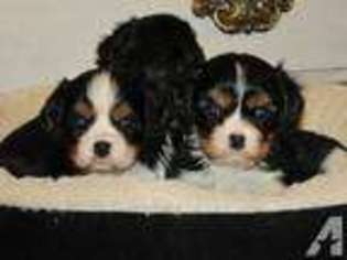 English Toy Spaniel Puppy for sale in CAMBRIDGE, MN, USA