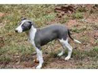 Italian Greyhound Puppy for sale in Moreland, GA, USA