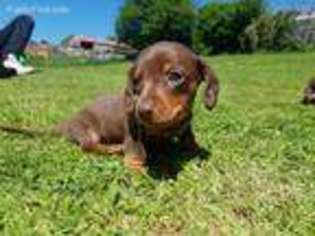 Dachshund Puppy for sale in East Stroudsburg, PA, USA