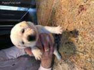 Labrador Retriever Puppy for sale in Daytona Beach, FL, USA