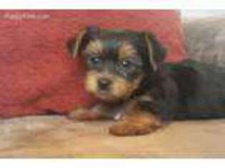 Yorkshire Terrier Puppy for sale in Owen, WI, USA