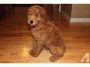 Mutt Puppy for sale in OSSEO, MN, USA