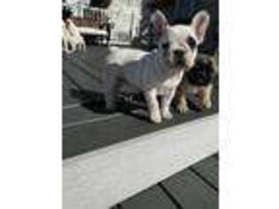 French Bulldog Puppy for sale in Middletown, DE, USA