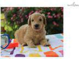 Goldendoodle Puppy for sale in Lexington, KY, USA