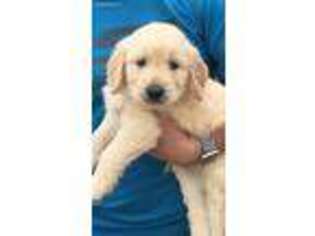 Goldendoodle Puppy for sale in Stout, OH, USA