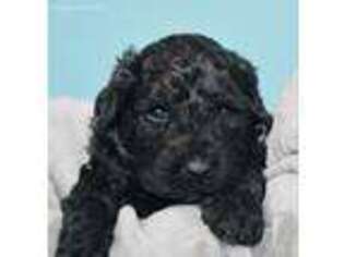 Goldendoodle Puppy for sale in Caledonia, MI, USA