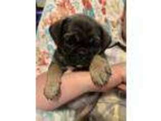 Pug Puppy for sale in Loyal, WI, USA