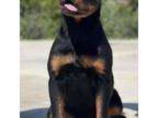 Rottweiler Puppy for sale in Calimesa, CA, USA