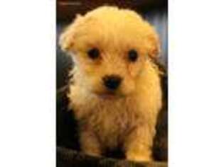 Mutt Puppy for sale in Humboldt, IL, USA