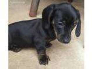 Dachshund Puppy for sale in Kyle, TX, USA