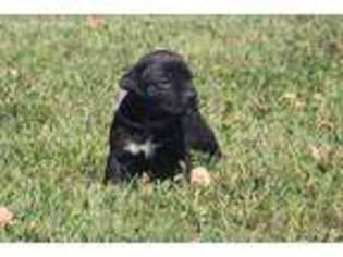 Cane Corso Puppy for sale in West Union, OH, USA