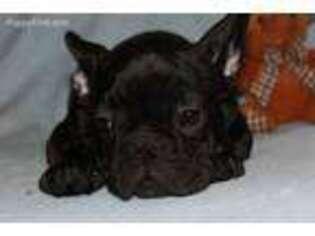 French Bulldog Puppy for sale in Rockville, MD, USA