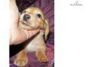Buggs Puppy for sale in Springfield, MO, USA