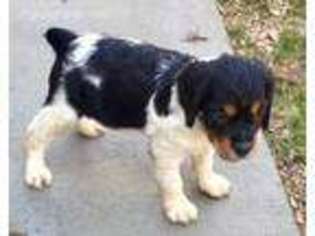 Brittany Puppy for sale in Winston Salem, NC, USA