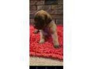 Mastiff Puppy for sale in Chipley, FL, USA