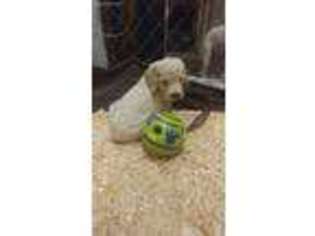 Labradoodle Puppy for sale in Marysville, CA, USA
