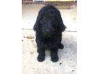 Goldendoodle Puppy for sale in Athens, AL, USA