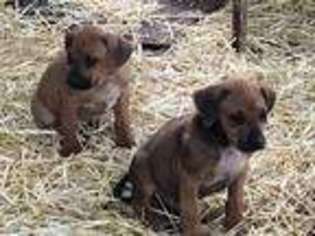 Rhodesian Ridgeback Puppy for sale in Cave Junction, OR, USA