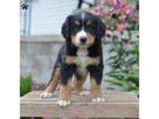 Bernese Mountain Dog Puppy for sale in Navarre, OH, USA