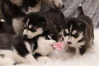 Siberian Husky Puppy for sale in NORTH LAS VEGAS, NV, USA
