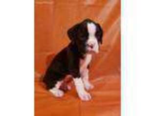 Boxer Puppy for sale in Anderson, MO, USA